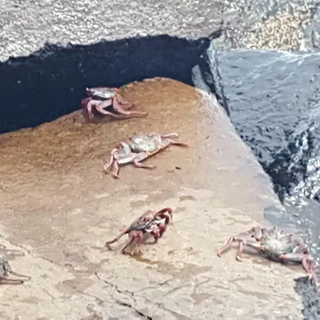 La Caleta 3 * La Mareta