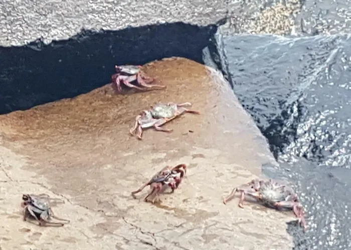 La Caleta Arico 3 * La Mareta